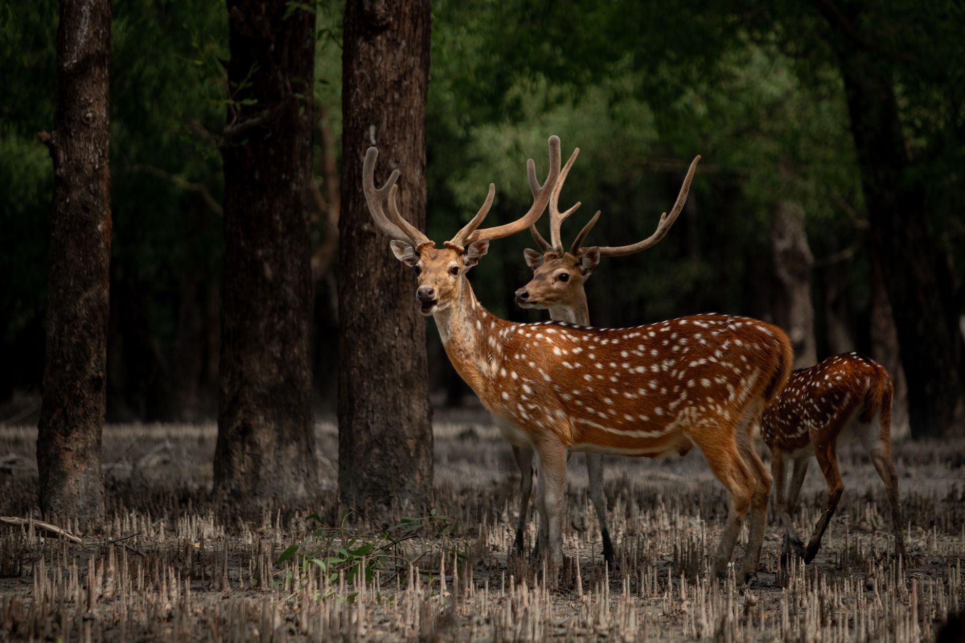 deer in forest