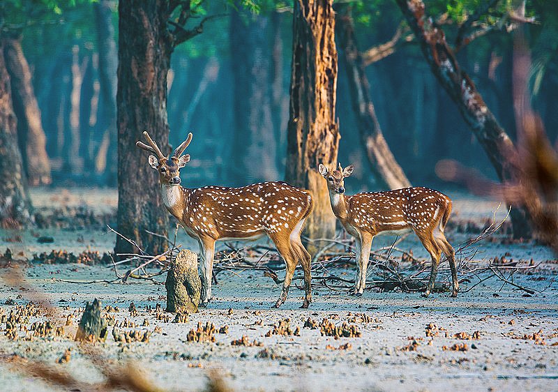 সুন্দরবনের হরিণ