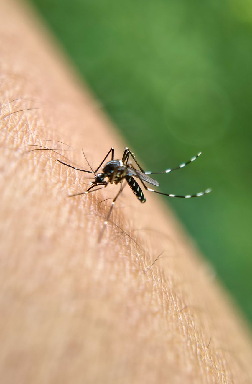 close up of mosquito biting human skin